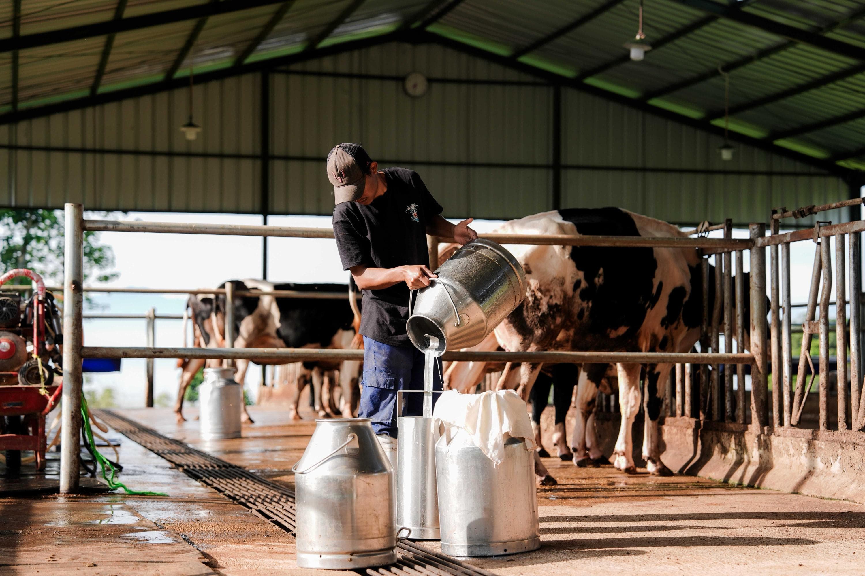 tentatics banner background